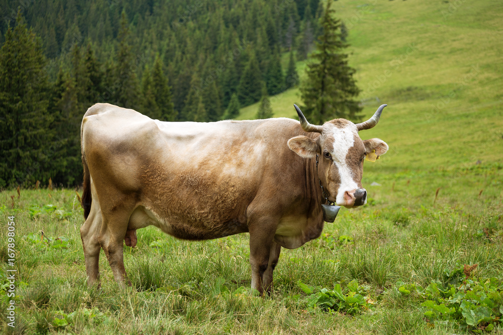 Beautiful cow portrait on a meadow in mountains