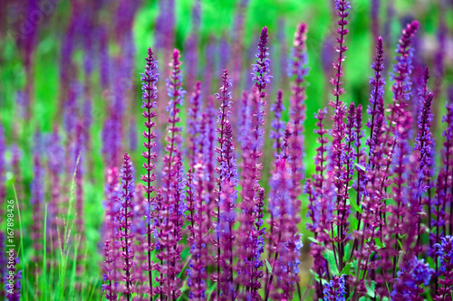 Salvia flower  disambiguation  the largest genus of plants in the mint family  Lamiaceae  with nearly 1000 species of shrubs  herbaceous perennials  and annuals. 