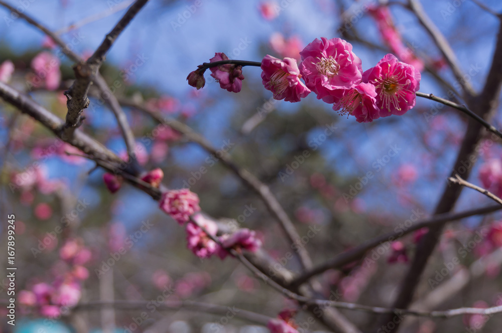 Spring plum blossom in shrine,Japan. Spring plum blossom in shrine,Japan.