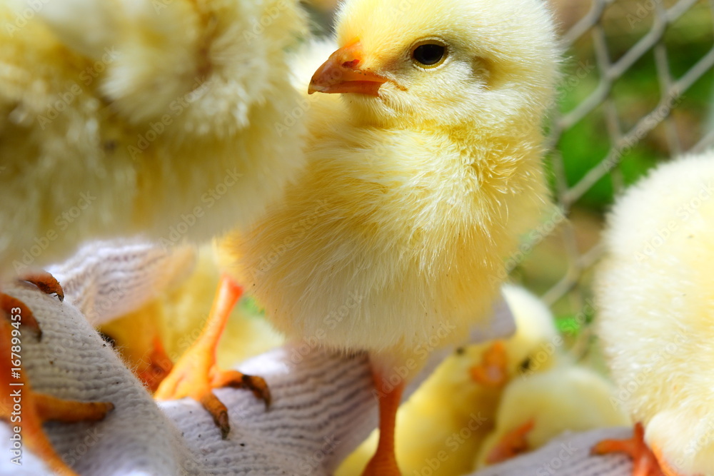 ひよこ Stock 写真 | Adobe Stock