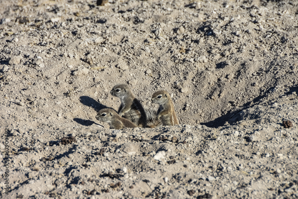 African Ground Squirrel at Etosha