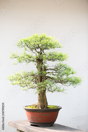 Bonsai tree against white wall in a chinese park, China