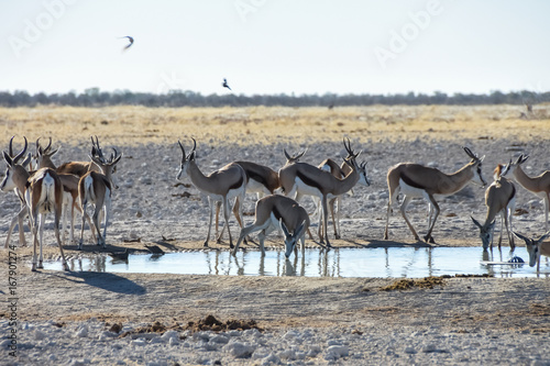 Springbok at Waterhole - Etosha