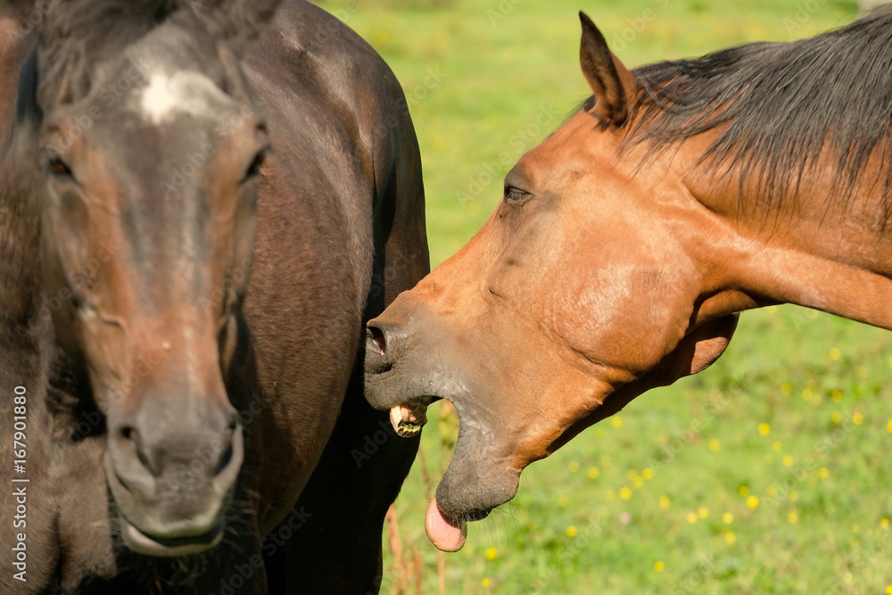 Fototapeta premium lachendes Pferd