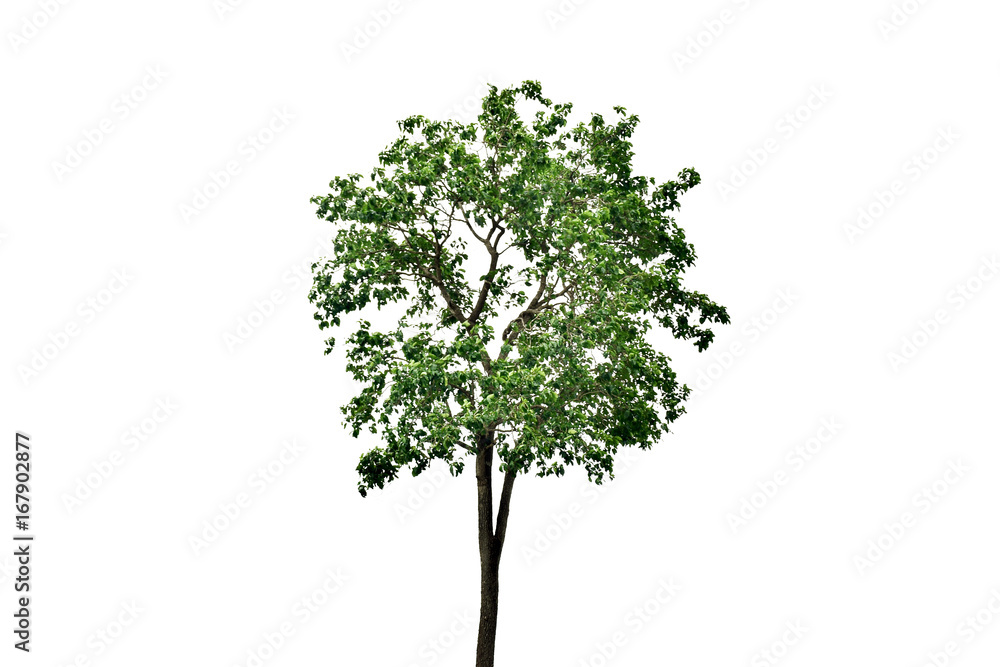 Green tree on white background