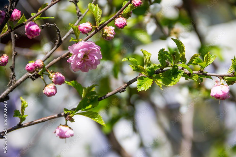 Branch of Prunus triloba (Louiseania ulmifolia) blossoms. Twig of almond trilobate with beautiful pink flowers closeup Branch of Prunus triloba (Louiseania ulmifolia) blossoms. Twig of almond trilobate with beautiful pink flowers closeup