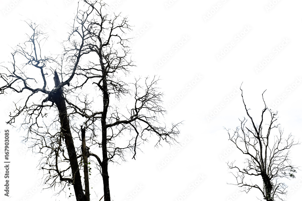 Fototapeta premium Dry tree on white background