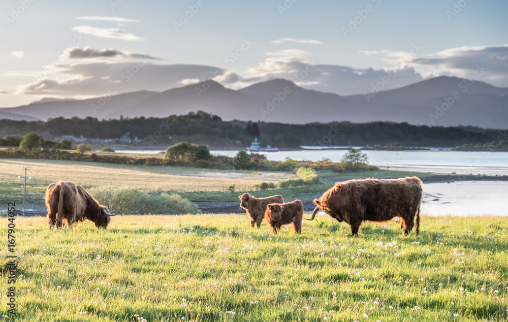 Highland cow with a scottish loch in the background Highland cow with a scottish loch in the background