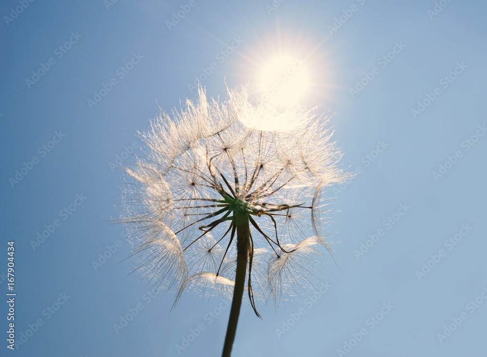 Dandelion against the blue sky and sun