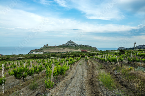 Vineyard in the mountains and a view of the sea and the Fortress mountain, Sudak