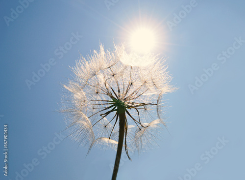 Dandelion against the blue sky and sun
