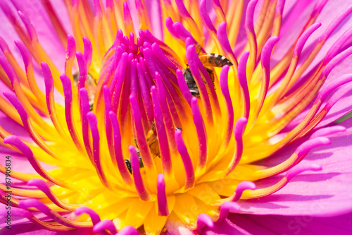 Macro image of lotus pollen