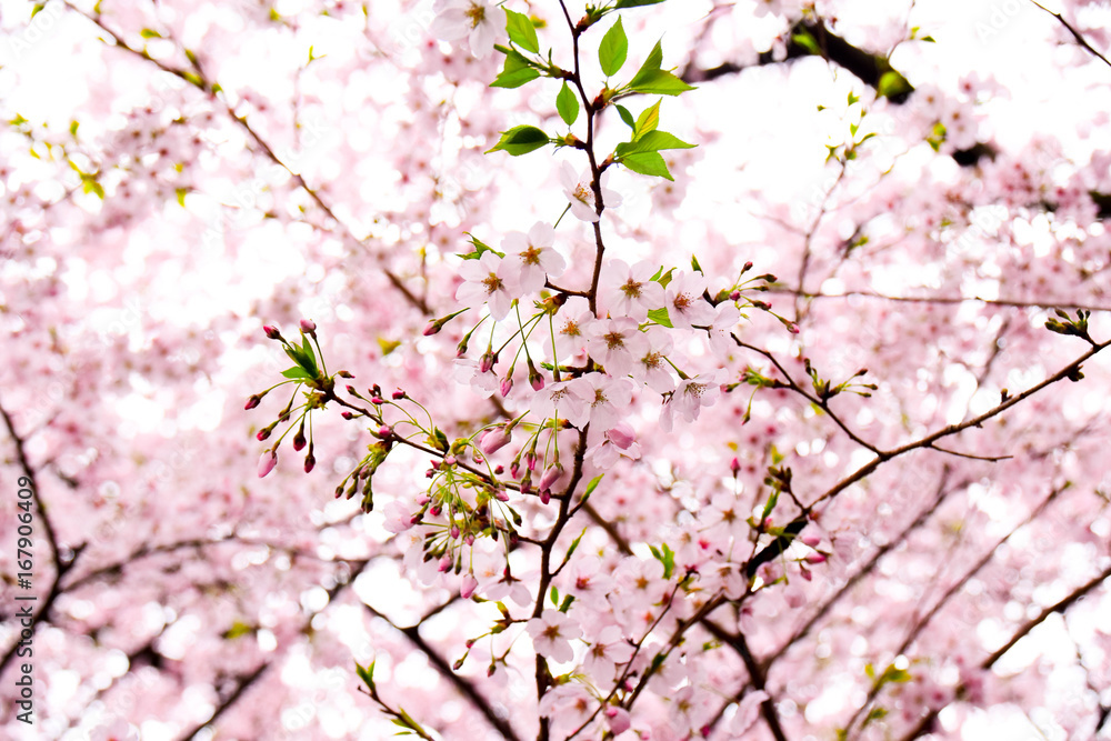 桜　砧公園