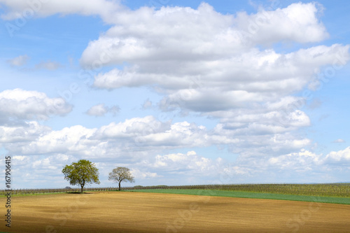Walnussbäume (Juglans regia) vor Wolkenhimmel