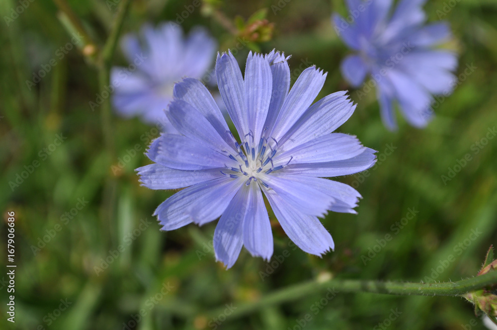 Obraz premium cornflower