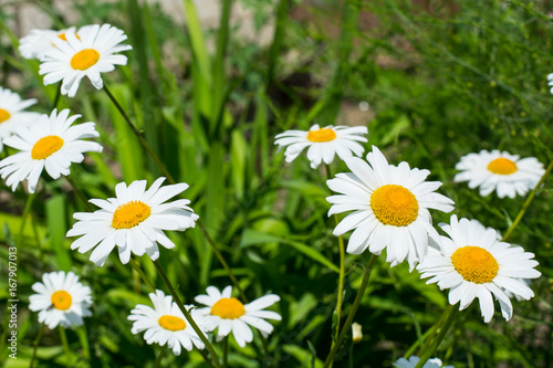 Blossoming white daisy in the garden