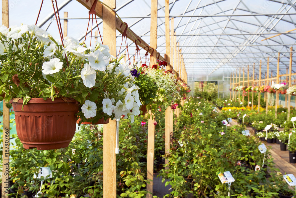 Hanging pots with petunia flowers in greenhouse