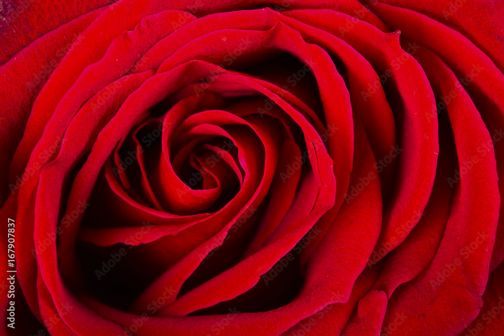 Red rose close-up Red rose close-up