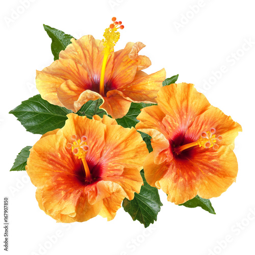 a bouquet of orange hibiscus flowers  isolated on white background
