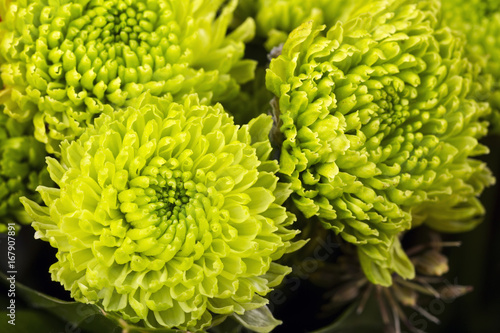 Fototapeta Naklejka Na Ścianę i Meble -  Close view of a green flower dahlia