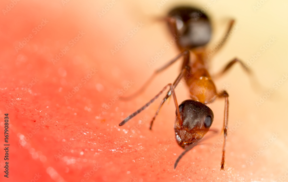 An ant on a red watermelon An ant on a red watermelon