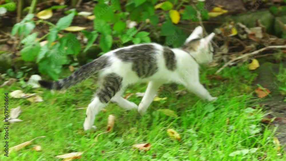 beautiful kitten goes slowly through the garden beautiful kitten goes slowly through the garden