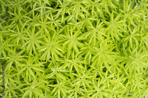 Close up of green plant