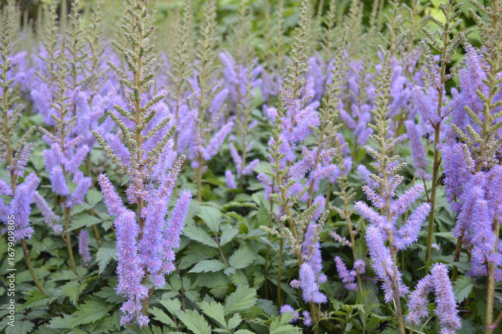 Obraz premium Astilbe chinensis - tall, growing in full sun purple plumes