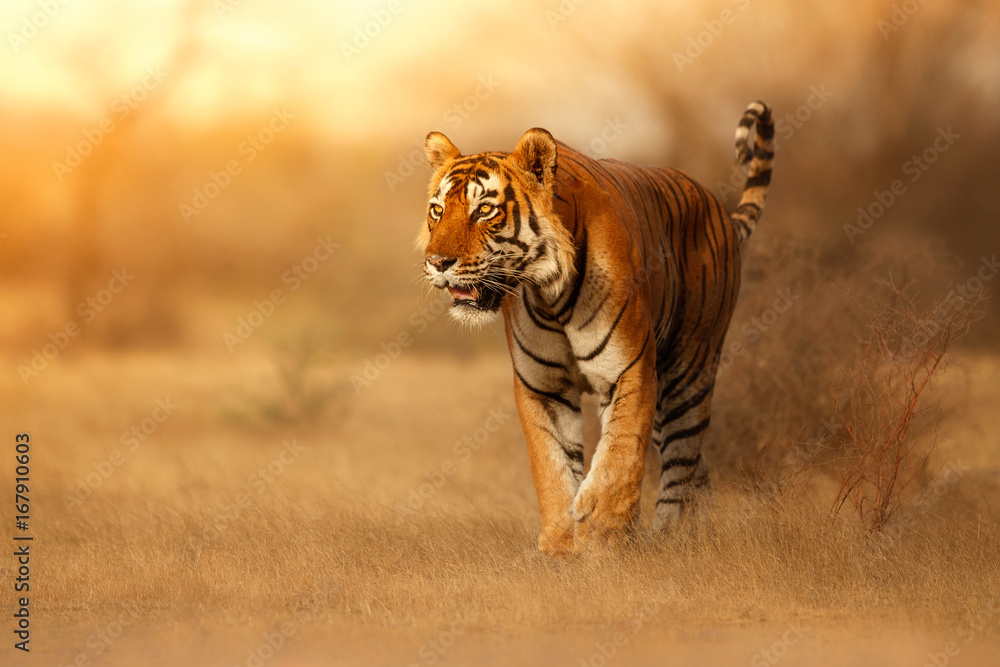 Obraz premium Wielki tygrys w naturalnym środowisku. Tygrysi spacer w czasie złotego światła. Scena przyrody z niebezpieczeństwem zwierząt. Gorące lato w Indiach. Suchy teren z pięknym indyjskim tygrysem, Panthera tigris
