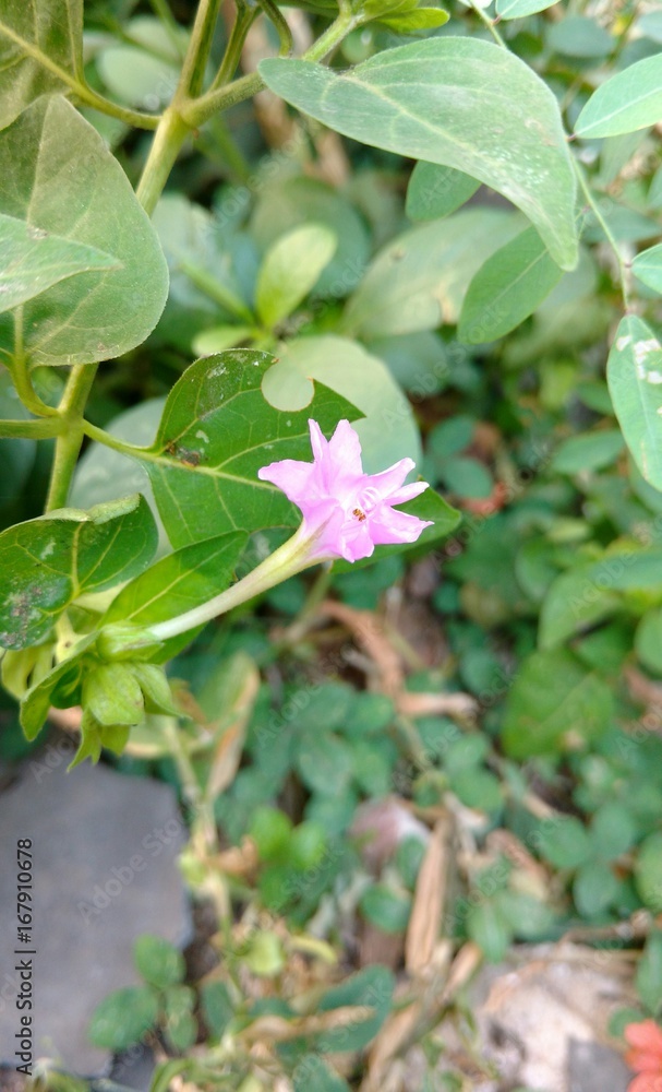 Four O'clock flower, Marvel of peru, Mirabilis Jalapa. Four O'clock flower, Marvel of peru, Mirabilis Jalapa.
