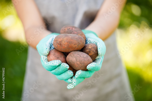 Photo of person holding potatoes