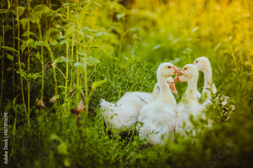 Five young goose together sit in the grass photo