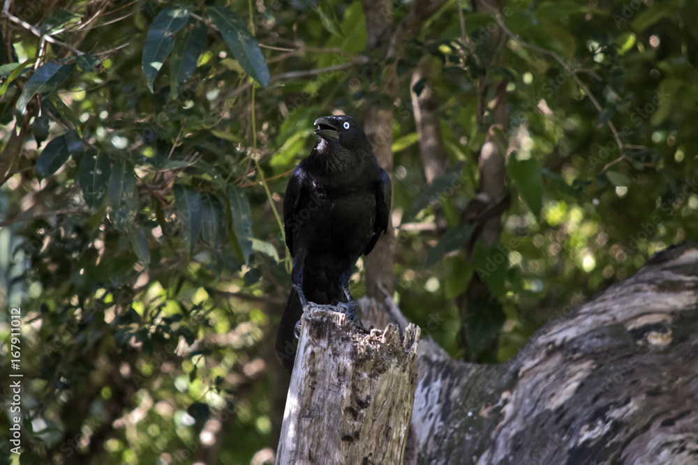 Fototapeta premium Australian raven