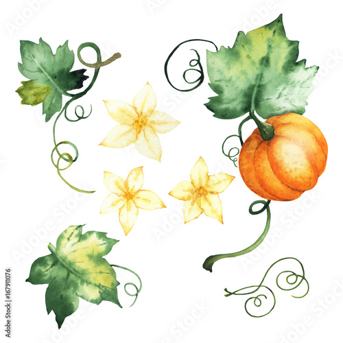 Watercolor pumpkin, isolated elements