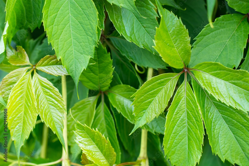 Creative model of green leaves of garden plants. The concept of Creative model of green leaves of garden plants. The concept of