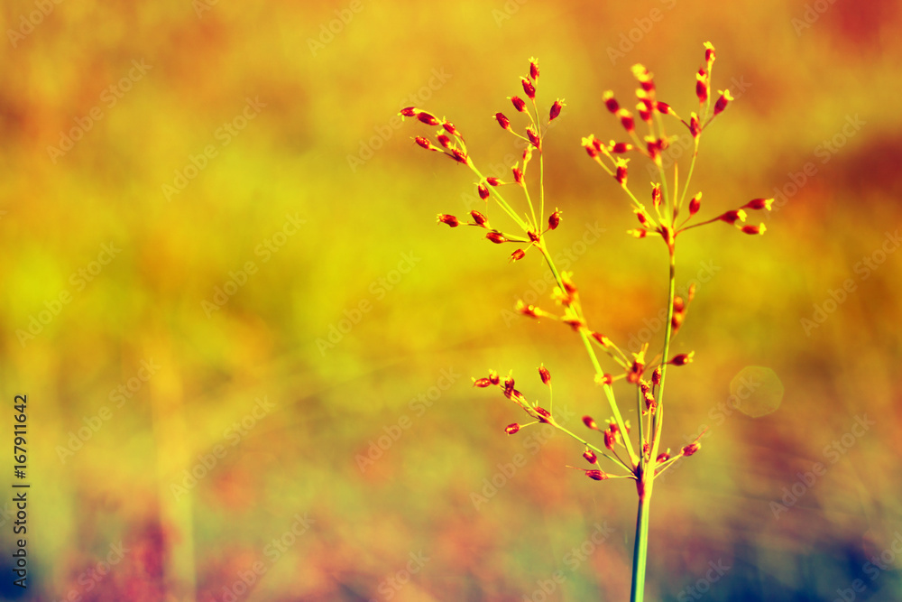 wild grass flower with green bokeh background wild grass flower with green bokeh background