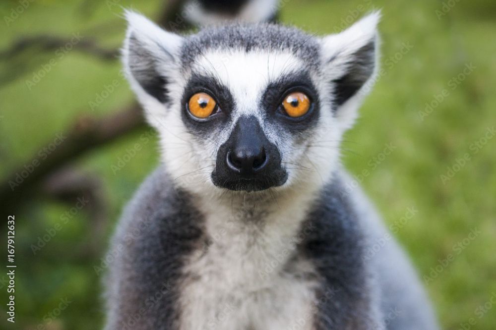 Lemur face close-up stares on people.  - obrazy, fototapety, plakaty 