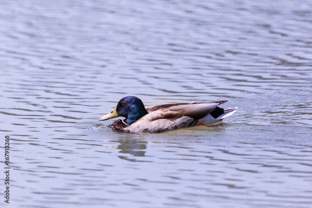 Obraz premium portrait male mallard duck (anas platyrhynchos) swimming
