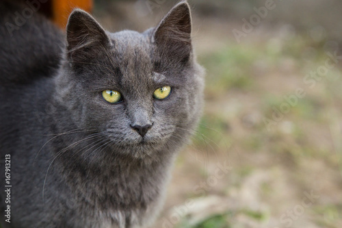 Portrait of grey cat