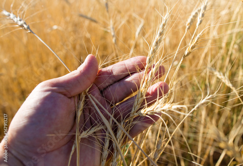 Yellow ears of wheat in hand in nature
