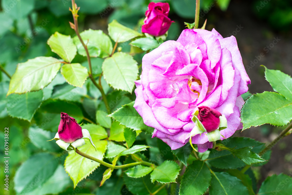 Garden roses of different colors against the background of green Garden roses of different colors against the background of green