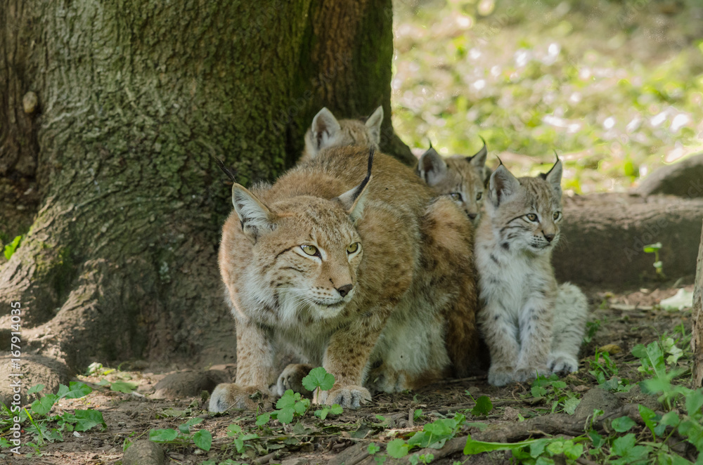 Obraz premium Une femelle lynx avec 3 petits. Lynx lynx.