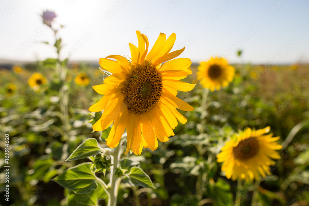 Sunflower flowers grow on nature