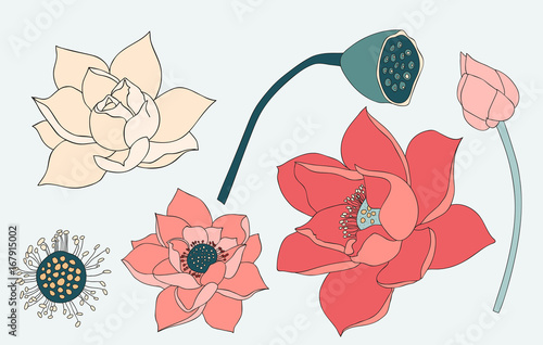 Fototapeta Naklejka Na Ścianę i Meble -  Pink Lotus Vector Elements