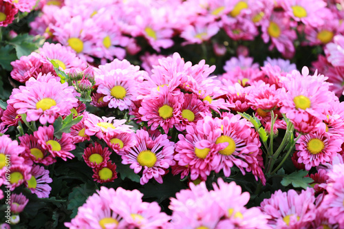 chrysanthemum flower of pink color bloom.