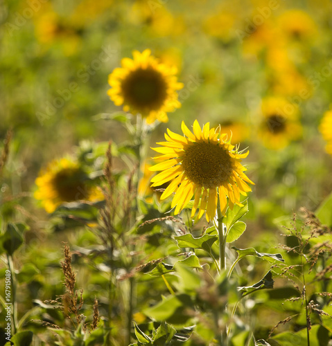 Sunflower flowers grow on nature