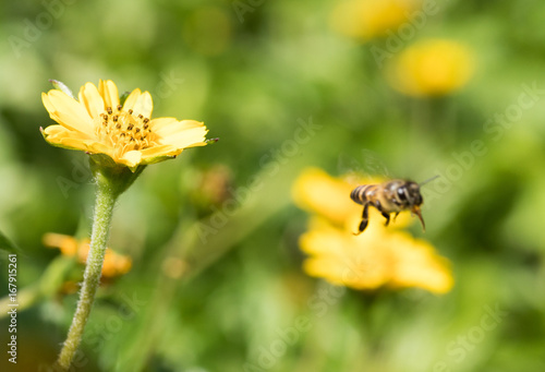 Monvment of Bee Fly out of yellow flower with Nature background