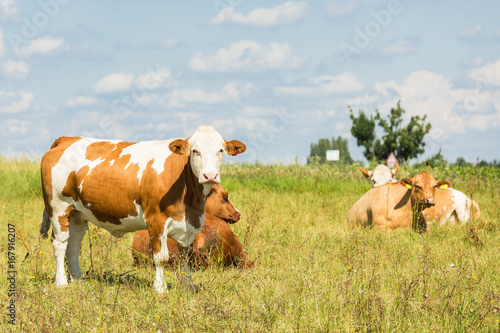 Rinder auf Weide im Sommer