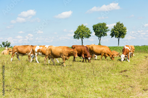 Rinder auf Weide im Sommer