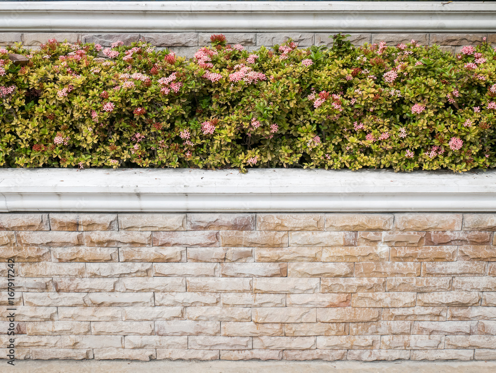 pink Ixora,flower bush on brick wall pink Ixora,flower bush on brick wall